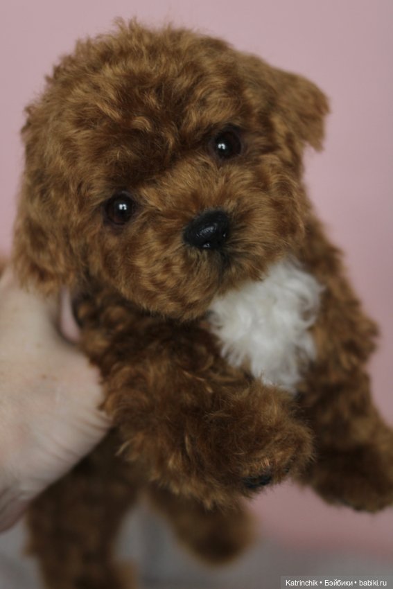 Щенок мальтипу — Реалистичные игрушки и звери (Натюр): собаки (фото 8)