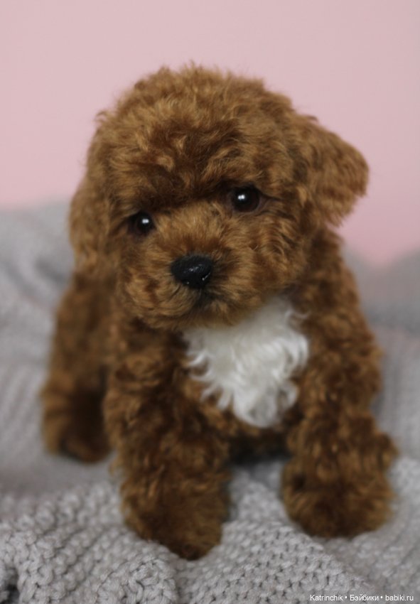 Щенок мальтипу — Реалистичные игрушки и звери (Натюр): собаки