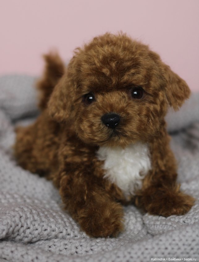 Щенок мальтипу — Реалистичные игрушки и звери (Натюр): собаки (фото 6)