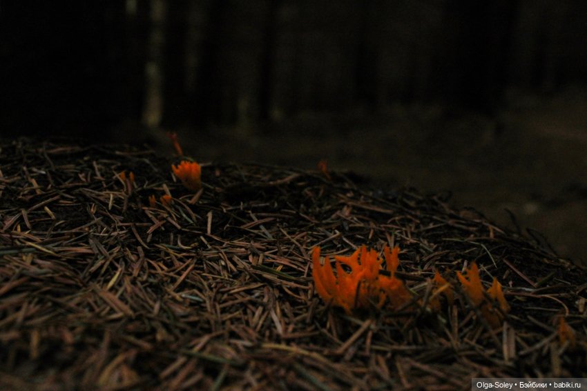 Кто-то к людям, кто-то от них (фото 4)