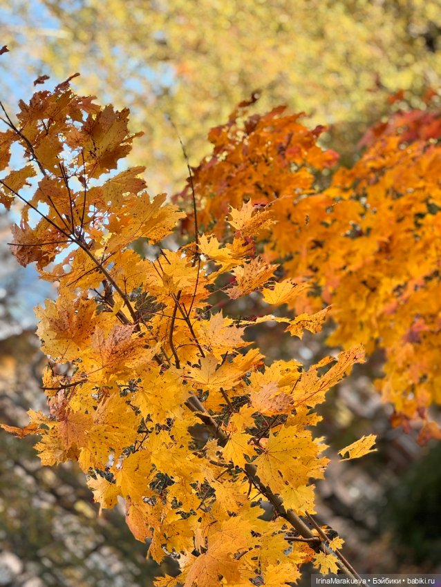 Кассандра в желтом — Куклы Dart dolls (Анна Шиткина): российские BJD (БЖД) (фото 4)