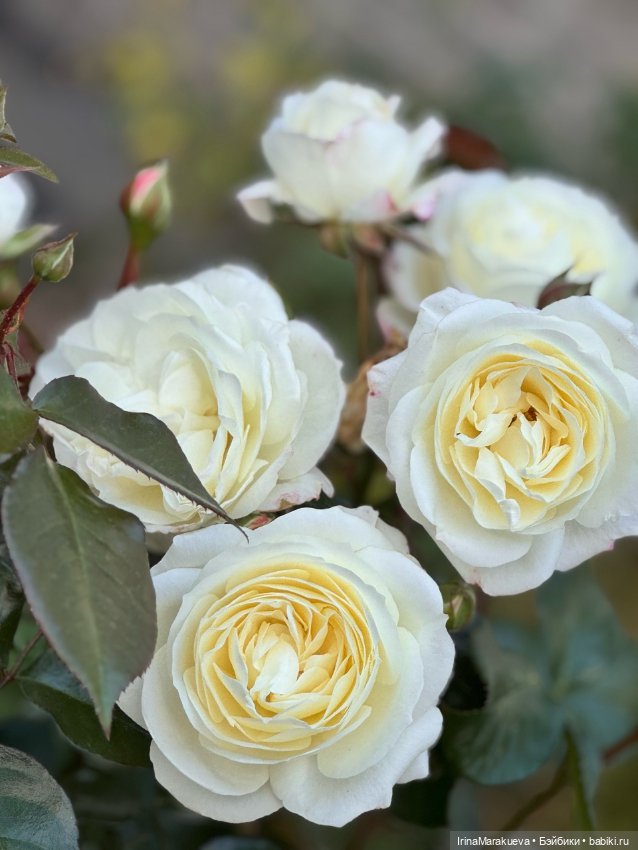 Кассандра в белом — Куклы Dart dolls (Анна Шиткина): российские BJD (БЖД) (фото 4)