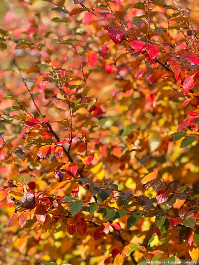 Кассандра в желтом — Куклы Dart dolls (Анна Шиткина): российские BJD (БЖД) (фото 7)