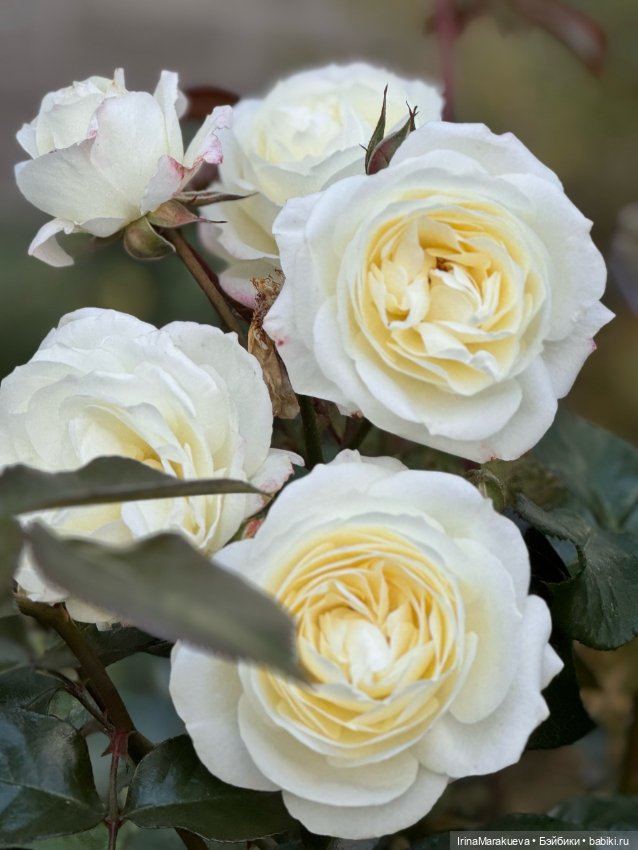 Кассандра в белом — Куклы Dart dolls (Анна Шиткина): российские BJD (БЖД)