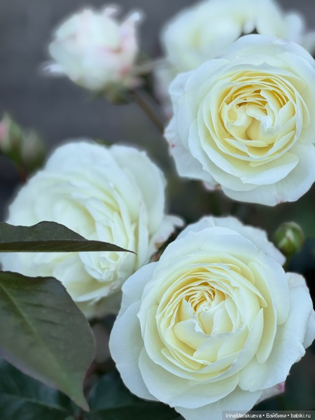 Кассандра в белом — Куклы Dart dolls (Анна Шиткина): российские BJD (БЖД) (фото 10)