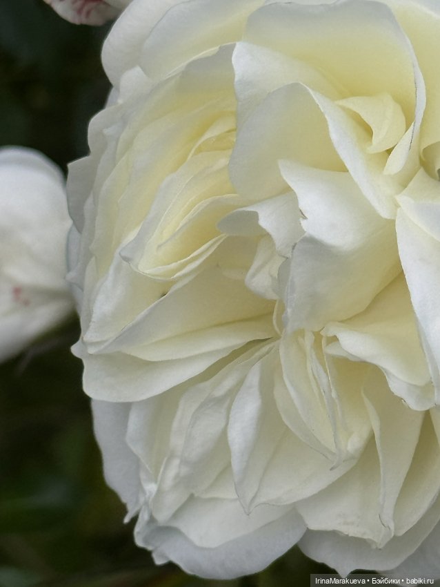 Кассандра в белом — Куклы Dart dolls (Анна Шиткина): российские BJD (БЖД)