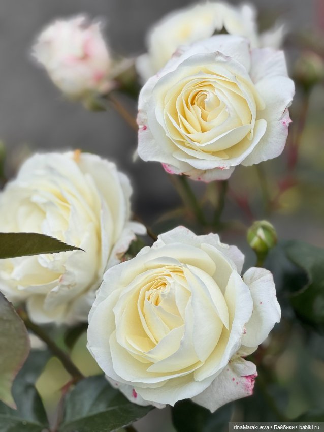 Кассандра в белом — Куклы Dart dolls (Анна Шиткина): российские BJD (БЖД)