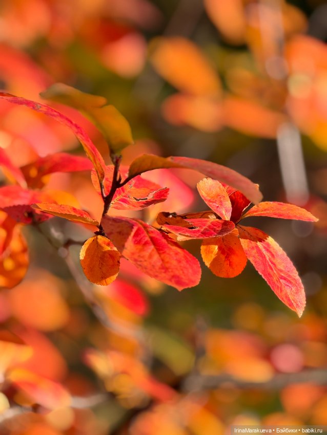 Кассандра в желтом — Куклы Dart dolls (Анна Шиткина): российские BJD (БЖД) (фото 9)