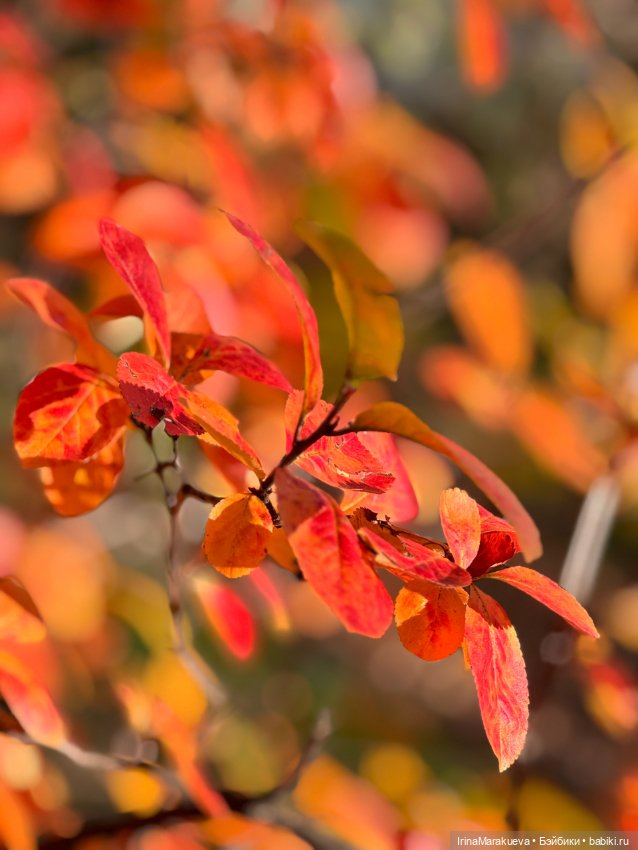 Кассандра в желтом — Куклы Dart dolls (Анна Шиткина): российские BJD (БЖД) (фото 2)