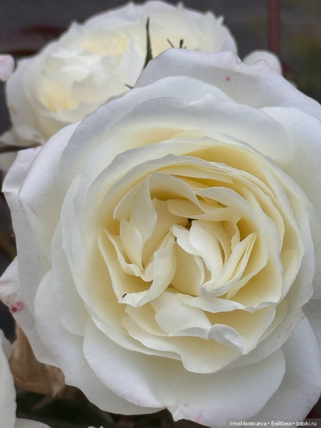 Кассандра в белом — Куклы Dart dolls (Анна Шиткина): российские BJD (БЖД) (фото 7)