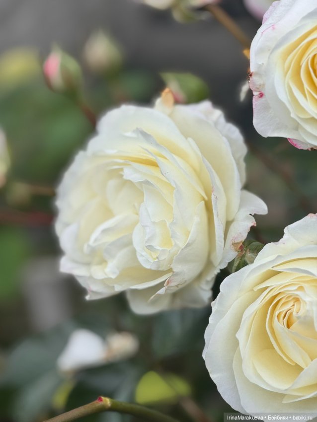 Кассандра в белом — Куклы Dart dolls (Анна Шиткина): российские BJD (БЖД)