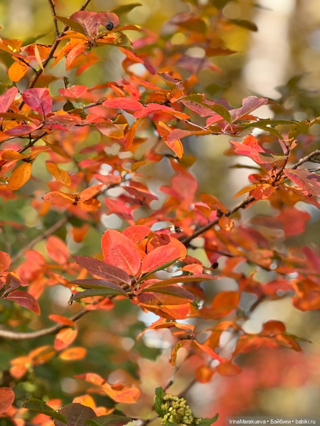 Кассандра в желтом — Куклы Dart dolls (Анна Шиткина): российские BJD (БЖД)