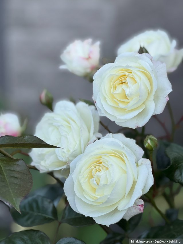 Кассандра в белом — Куклы Dart dolls (Анна Шиткина): российские BJD (БЖД) (фото 2)