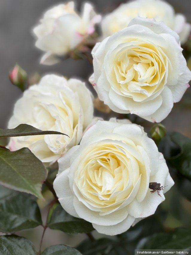 Кассандра в белом — Куклы Dart dolls (Анна Шиткина): российские BJD (БЖД)