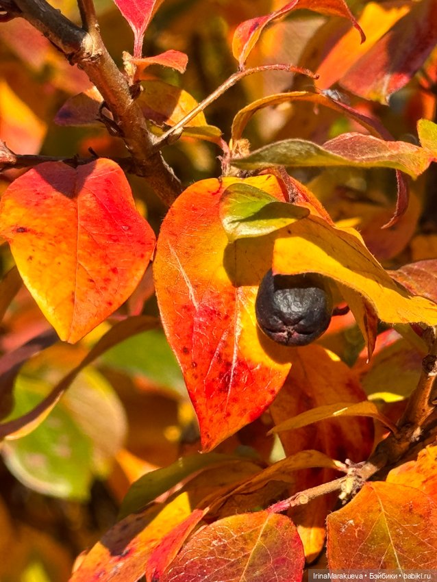 Кассандра в желтом — Куклы Dart dolls (Анна Шиткина): российские BJD (БЖД)