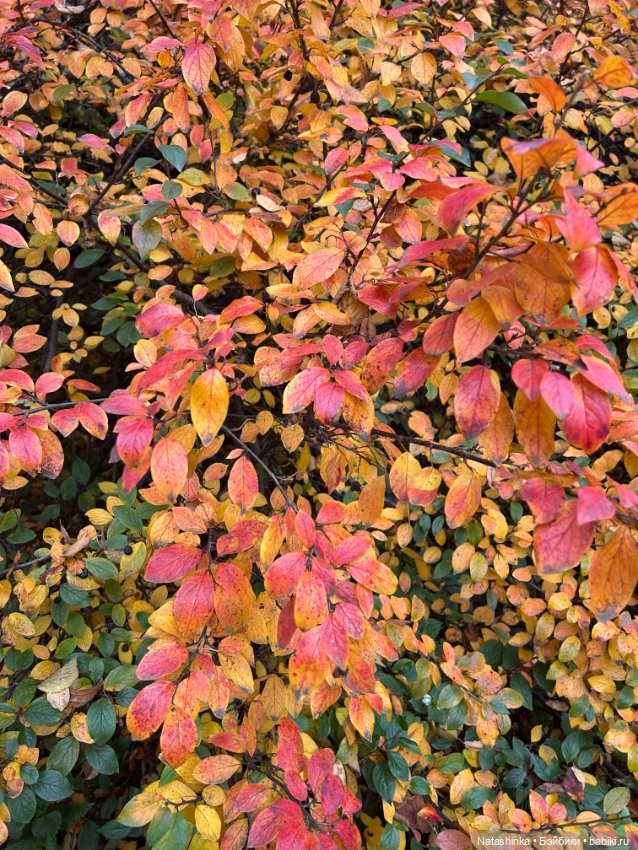 Мои Друзья 3 — Коллекционные экшн (фото 6)