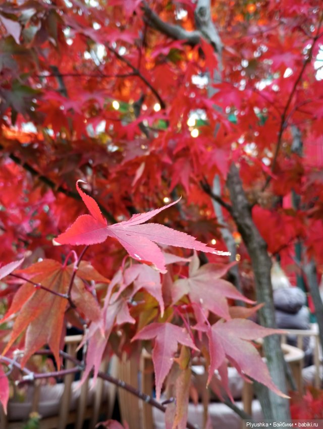 Осенняя Марта — Домашние фото авторских кукол: личные коллекции