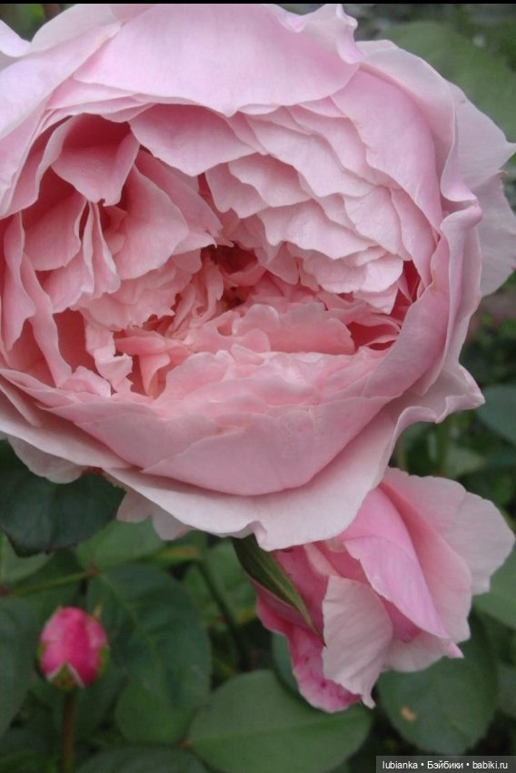 Беллочья лихорадка продолжается