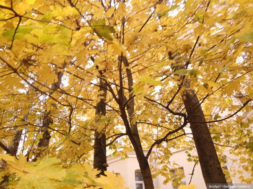 Арина "Огонёк" - эпицентр осени