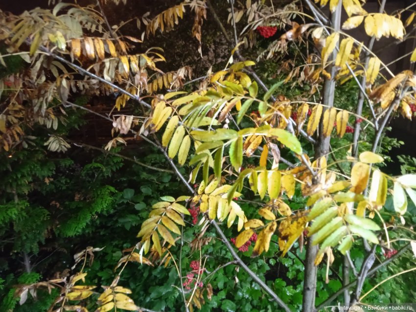 Подмосковный дзен середины осени