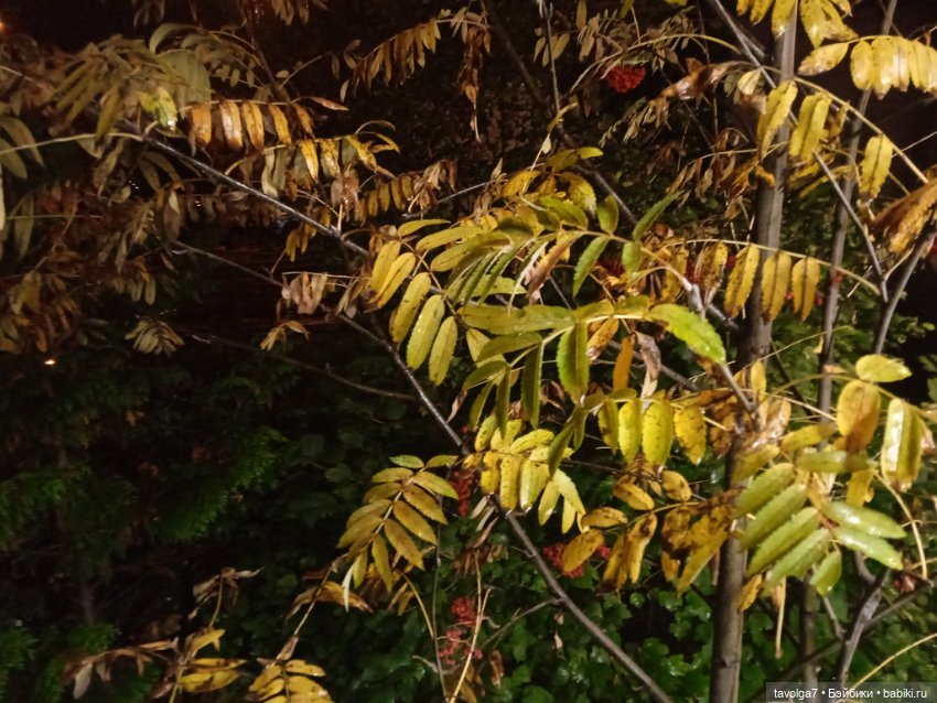 Подмосковный дзен середины осени