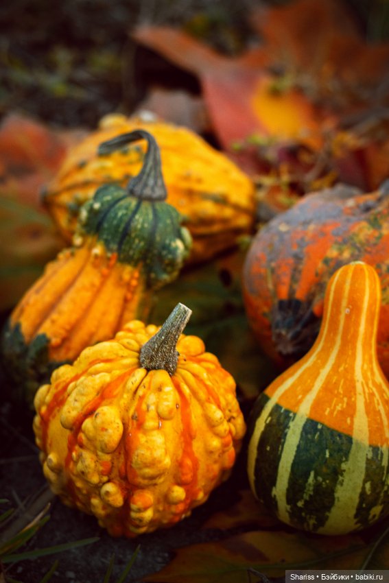 Маленькая лесная Свечка — Куклы Simontoys и Come4Free (Blind Box): Teennar (фото 7)