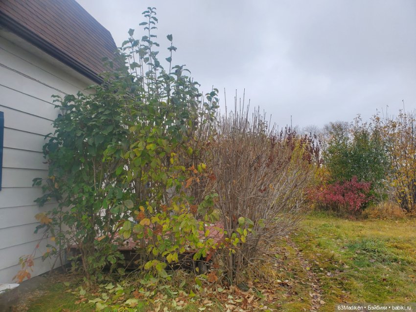 Ромашка в октябре — Куклы Rainbow High (Рейнбоу Хай (фото 10)