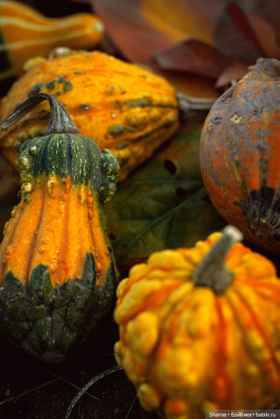 Маленькая лесная Свечка — Куклы Simontoys и Come4Free (Blind Box): Teennar (фото 10)