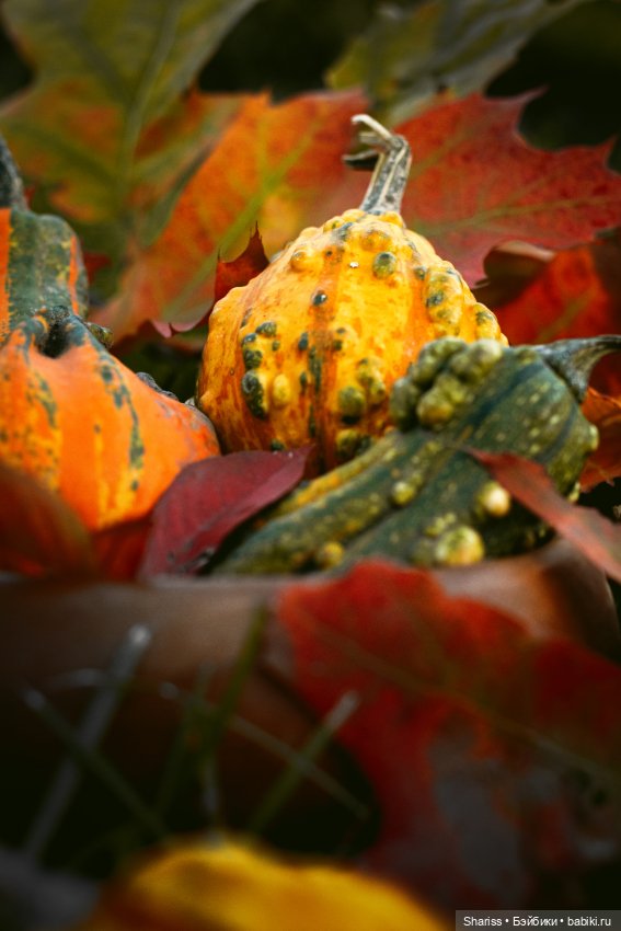 Маленькая лесная Свечка — Куклы Simontoys и Come4Free (Blind Box): Teennar