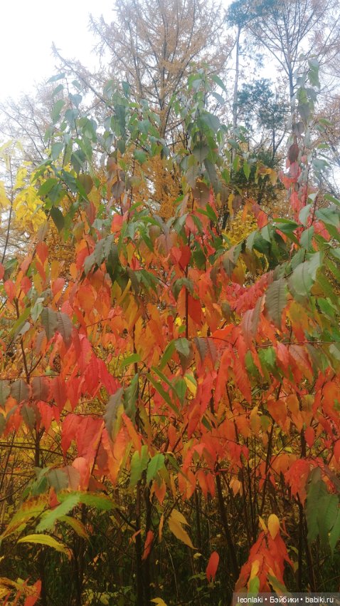 По следам осени — Куклы Kathe Kruse (Кате/Кэте Крузе): фото (фото 5)