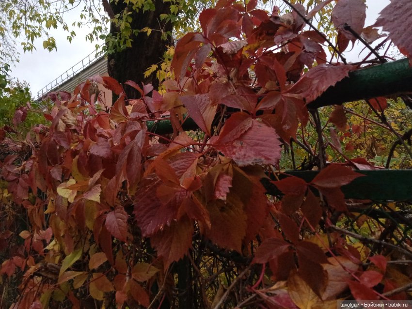 Labubu - фриков прибыло — Игрушки Labubu (Лабубу) и The Monsters: Pop Mart