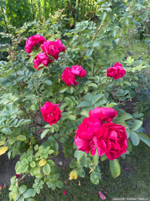 С Машей в Петергоф — Фотоистории с куклами BJD (БЖД): сериалы (фото 6)