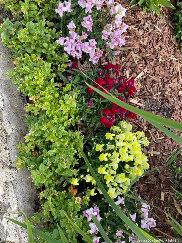 С Машей в Петергоф — Фотоистории с куклами BJD (БЖД): сериалы