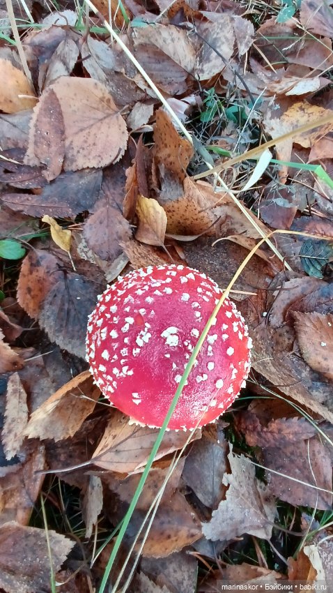 Некрасовское — Туризм и путешествия: фотоотчеты из поездок (фото 8)