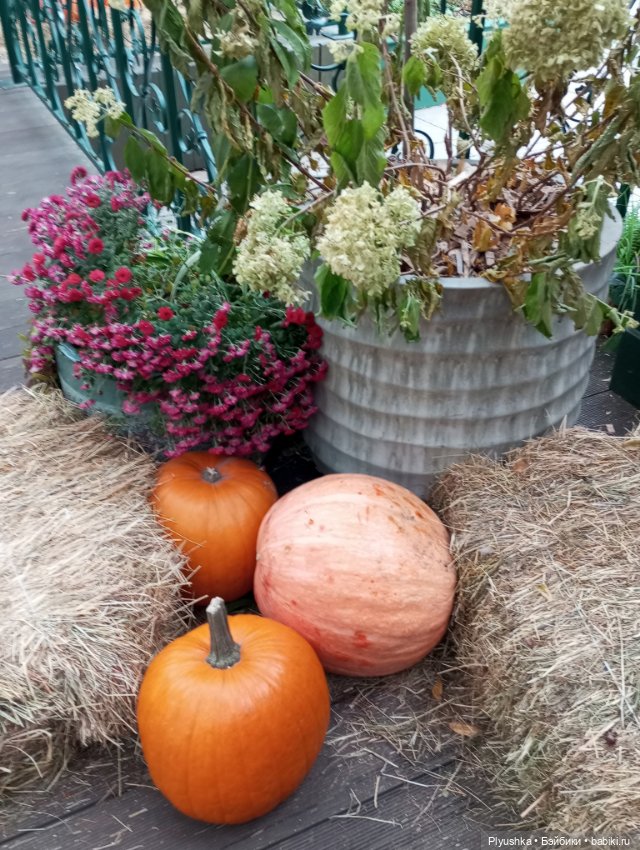 ГастроФестиваль и маленькая повариха (фото 2)