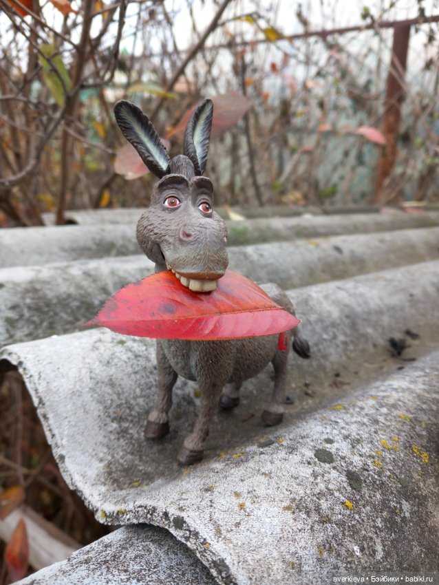 Скакун арабский. Одомашненый