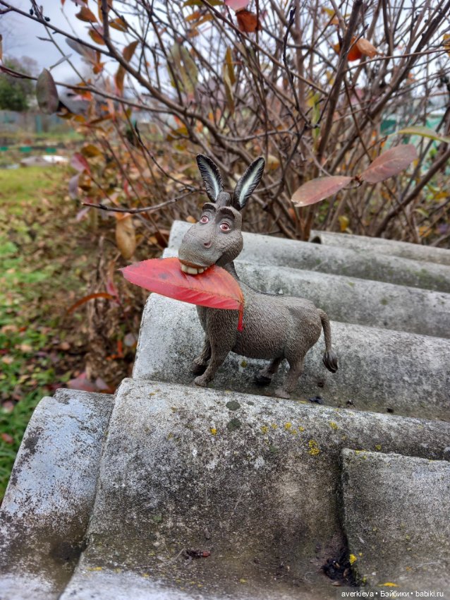 Скакун арабский. Одомашненый