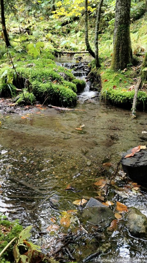 Фоксик и его друзья на Домбае