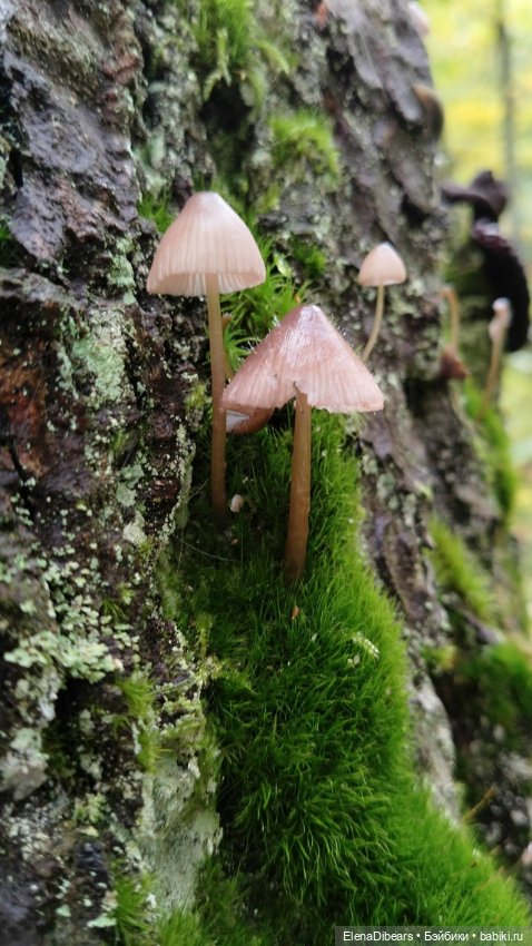 Фоксик и его друзья на Домбае