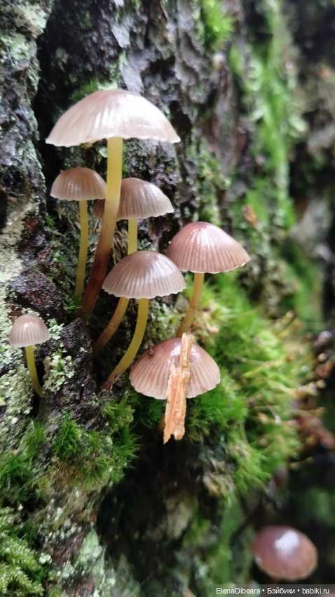 Фоксик и его друзья на Домбае (фото 7)