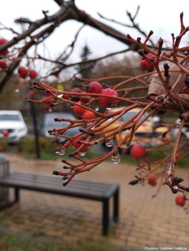 Осенний дождь — Куклы Momoko и Ruruko (Petworks (фото 4)