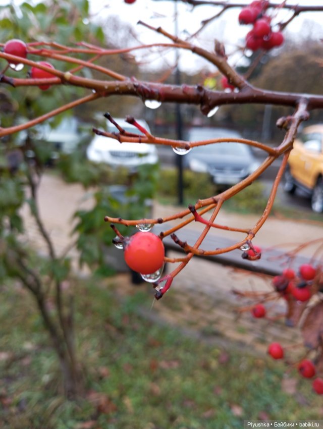 Осенний дождь — Куклы Momoko и Ruruko (Petworks (фото 5)