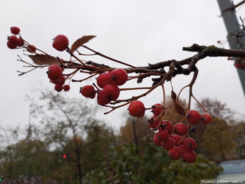 Осенний дождь — Куклы Momoko и Ruruko (Petworks (фото 2)