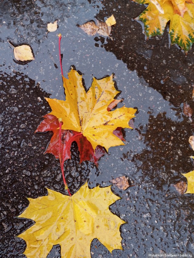 Осенний дождь — Куклы Momoko и Ruruko (Petworks (фото 7)