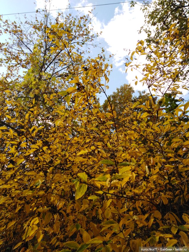 Про Нафочку. Нафочка в осеннем лесу (фото 3)