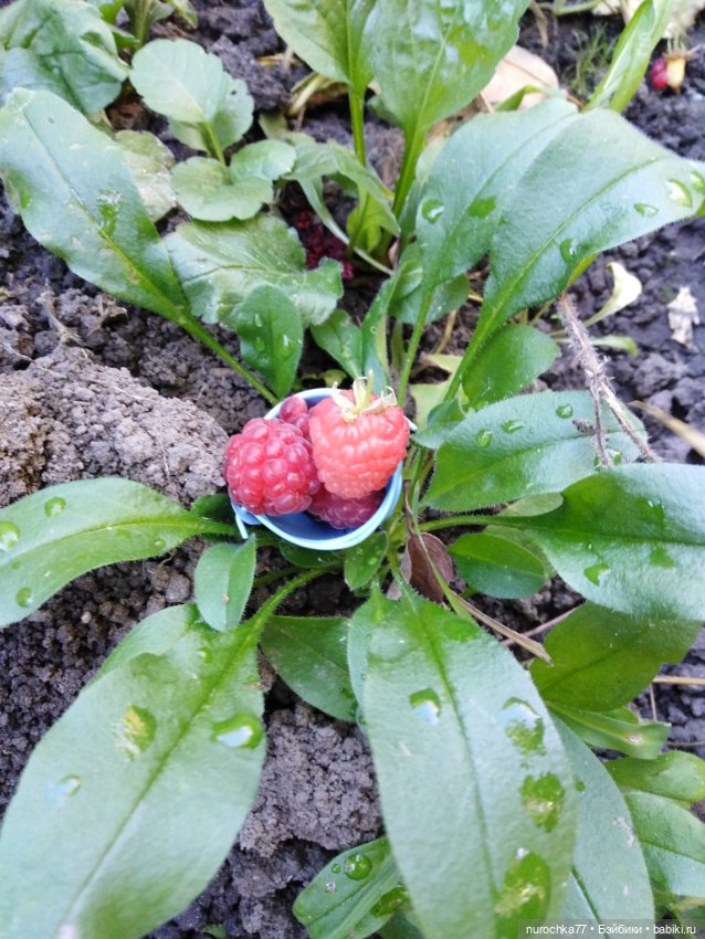 Про Нафочку. Змейка, зайчики, морковь