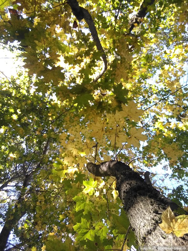 Про Нафочку. Нафочка в осеннем лесу