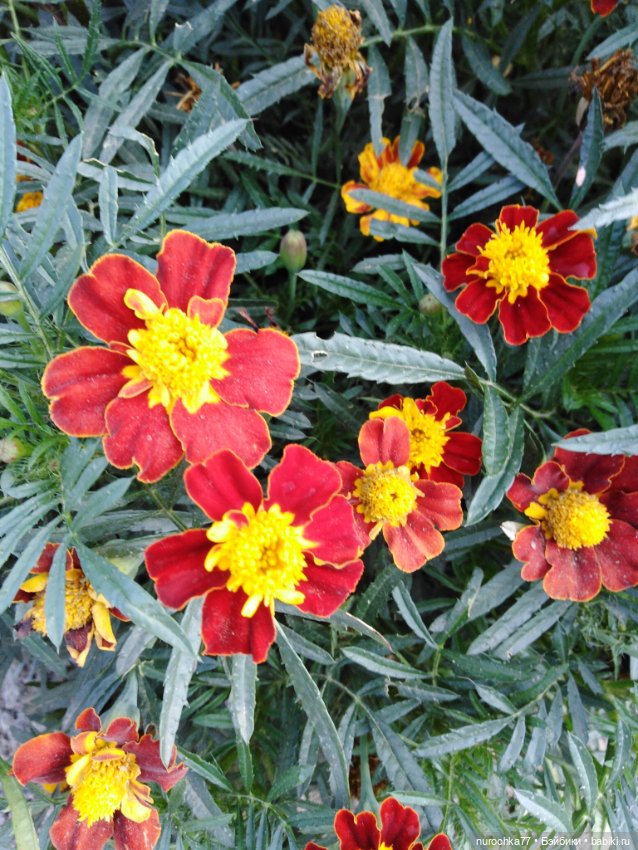 Про Нафочку. Змейка, зайчики, морковь (фото 2)