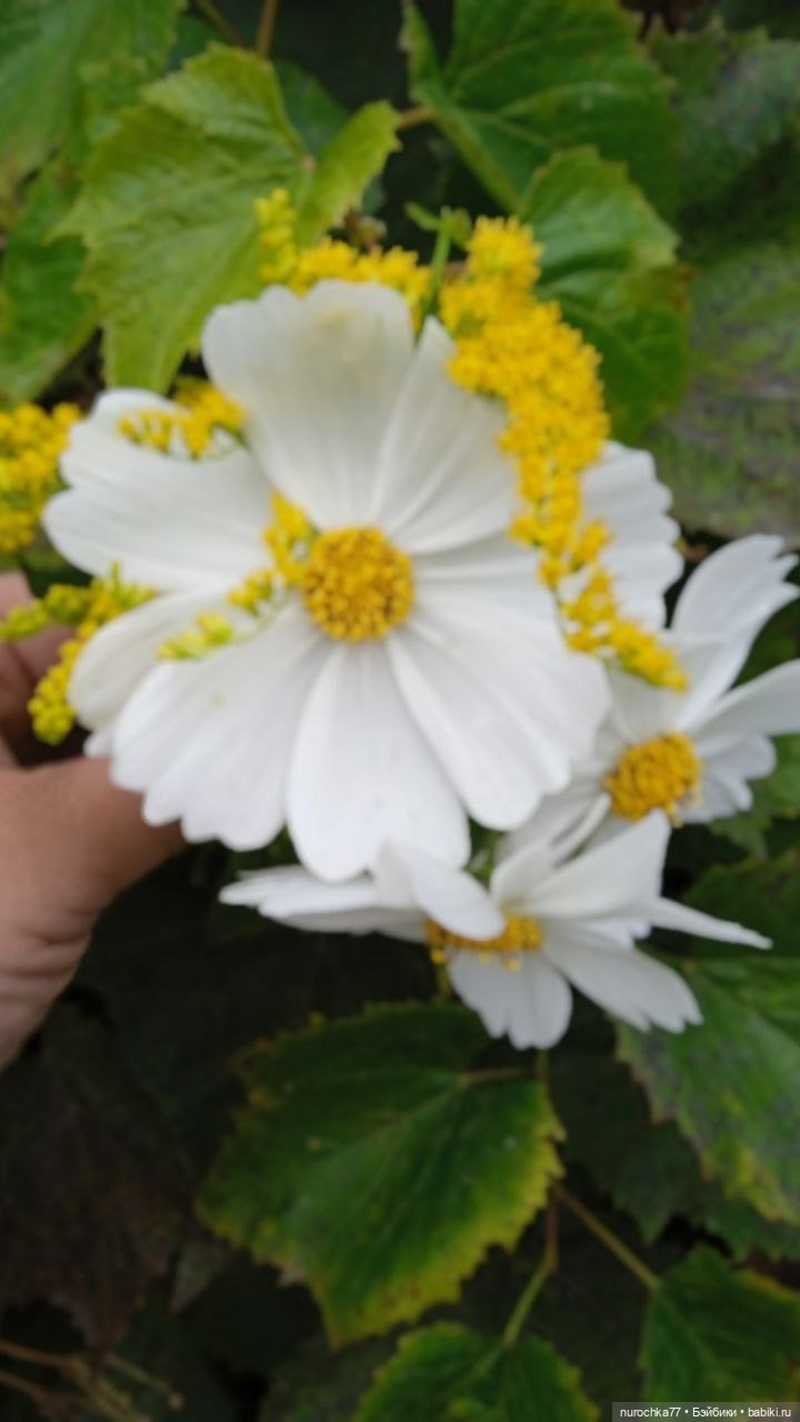 Осень лиса — Куклы Gotz (Готц): Ханна (фото 2)