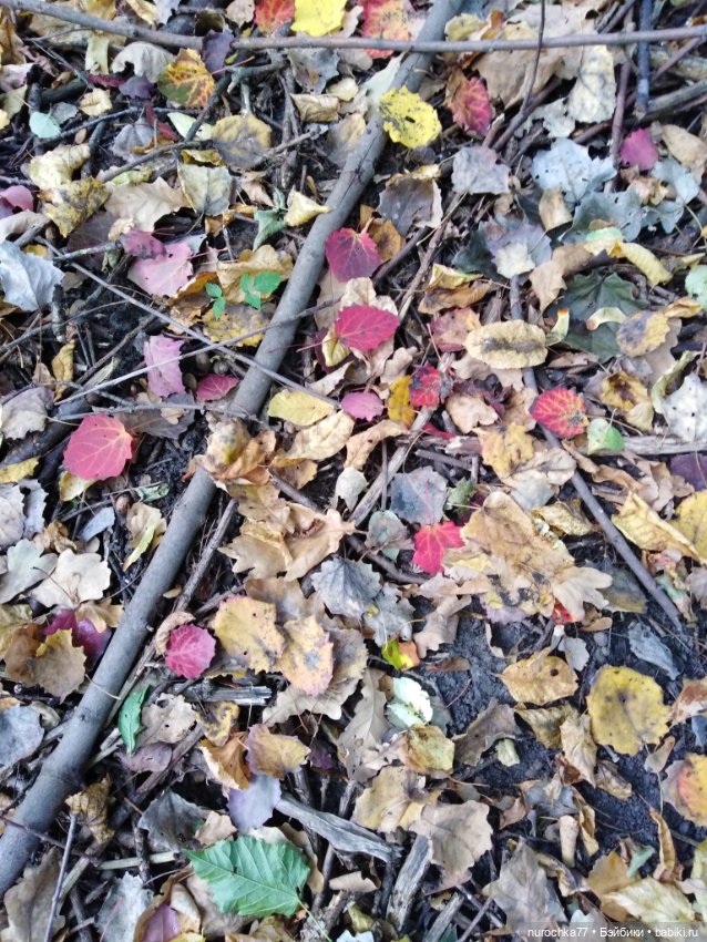 Про Нафочку. Нафочка в осеннем лесу (фото 10)